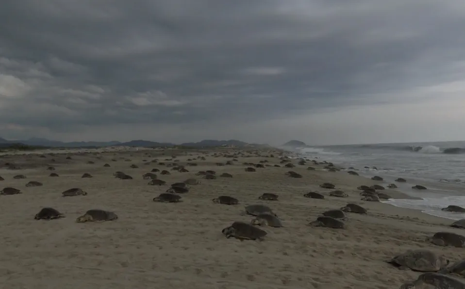 Santuario de tortugas en riesgo 10 mes septiembre fecha comienza temporada