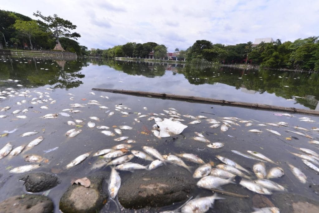 miles peces mueren ano contaminacion