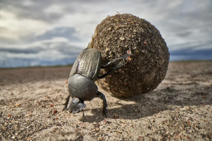 La importancia de los insectos 10 nationalgeographic2788626