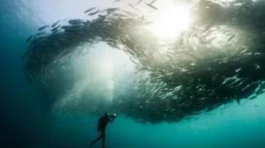 nationalgeographic 2505053