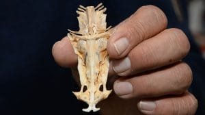 230116 aca7 des f1 antropologicas resguarda esqueletos peces