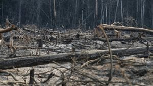BOSQUES DEFORESTACION