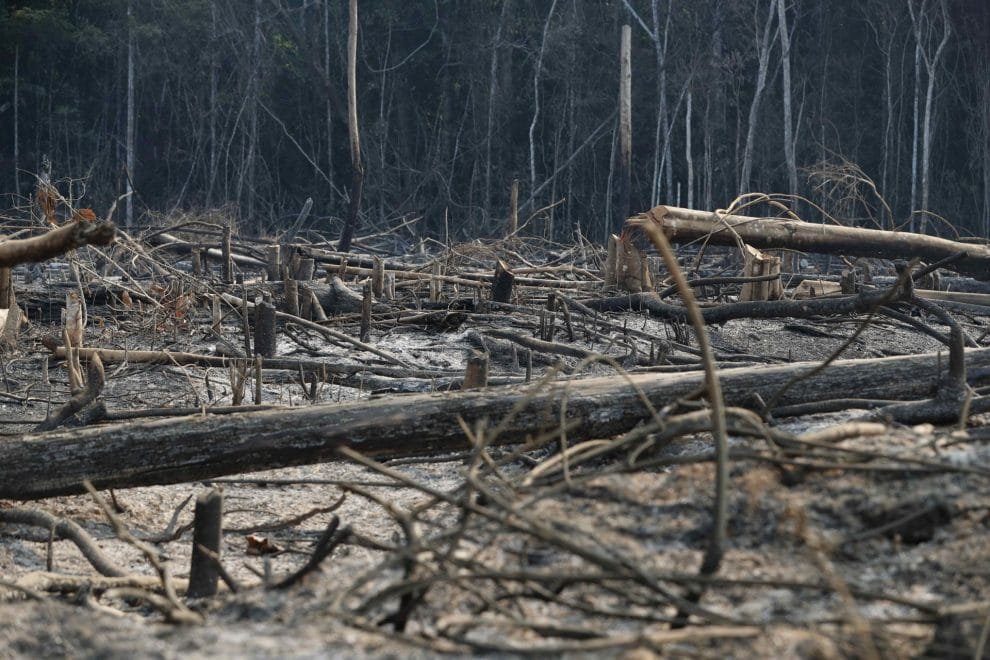 BOSQUES DEFORESTACION