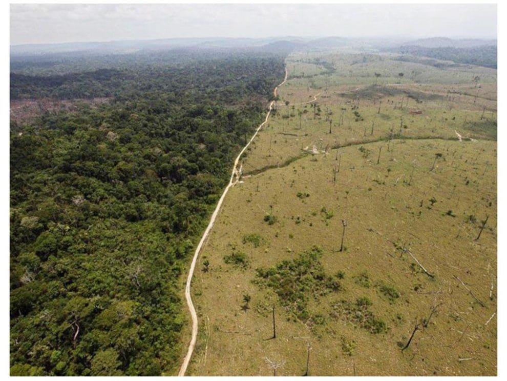 La sexta extincion masiva se acelera