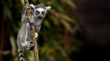 biodiversidad de madagascar tardaria 23 millones de anos en recuperarse