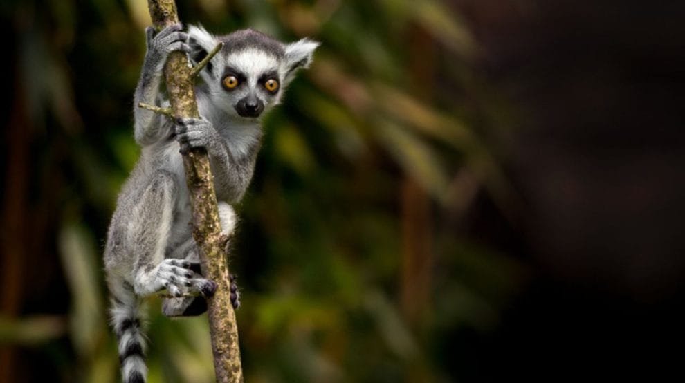 biodiversidad de madagascar tardaria 23 millones de anos en recuperarse