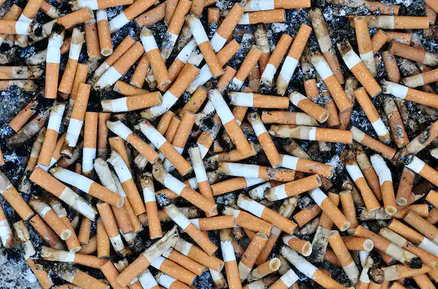 Hongos para tratar las colillas de cigarrillos 11 file 20210210 23