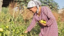 Harvesting crops 2 Tajikistan Lisa Murray 1