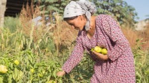 Harvesting crops 2 Tajikistan Lisa Murray 1