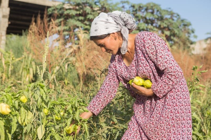 Los países buscan financiación para contrarrestar la crisis de biodiversidad 10 Harvesting crops 2 Tajikistan Lisa Murray 1