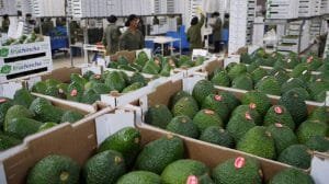 aguacate exportaciones michoacan