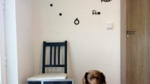 boby el perro mas viejo del mundo