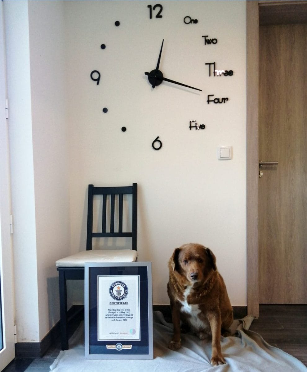 boby el perro mas viejo del mundo