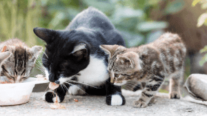 f960x540 199073 273148 0