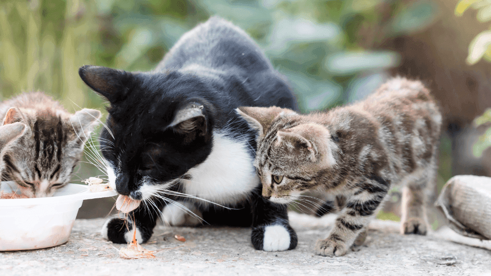 Iniciará la Secretaría de Medio Ambiente recorridos de vigilancia por maltrato animal en NL 10 f960x540 199073 273148 0