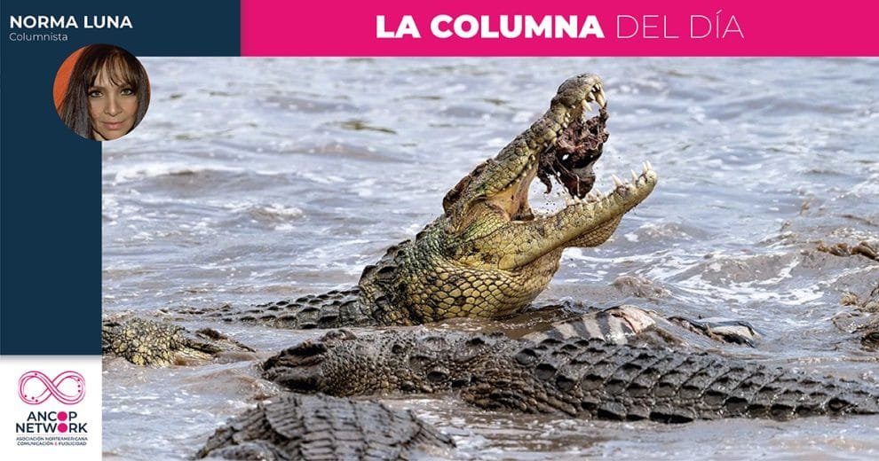 Cocodrilos: ¿Los huéspedes incómodos de Tampico? 10 Columna Norma Luna