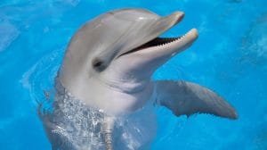 Smiling dolphin 1