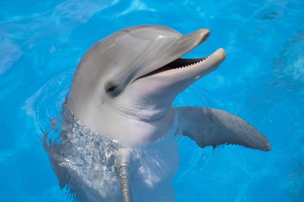 Smiling dolphin 1