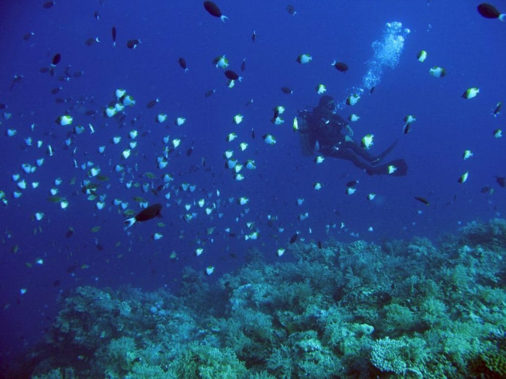 Claves del Tratado que velará por la sostenibilidad de la altamar mundial 10 fondo del mar arrecife filipinas