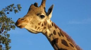 jirafa