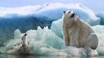 El hielo artico desaparece