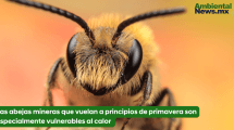 Las abejas mineras
