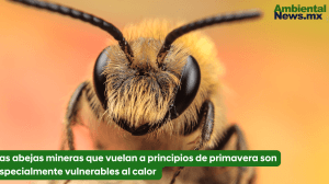 Las abejas mineras