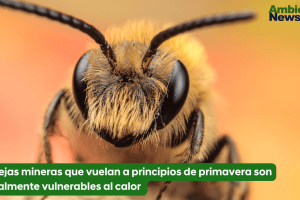 Las abejas mineras