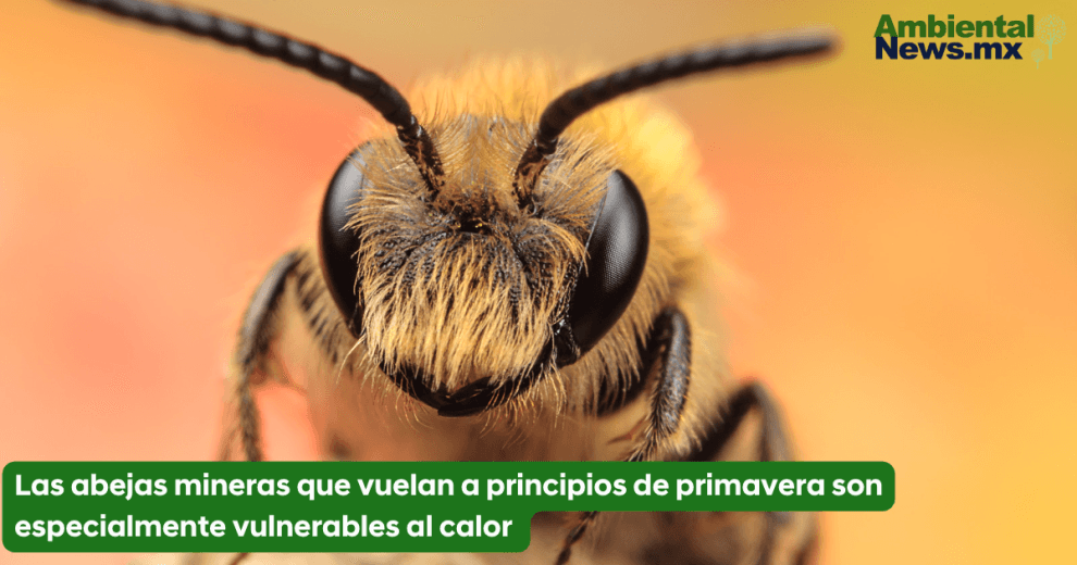 Las abejas mineras que vuelan a principios de primavera son especialmente vulnerables al calor 10 Las abejas mineras