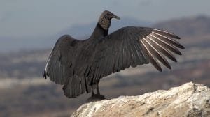 Coragyps atratus Mexico