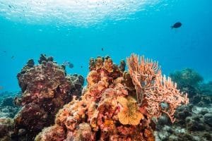 230612 aca2 des f1 arrecifes de corales