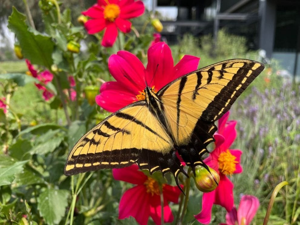 Jardines para la vida 11 649618cc9e39c787627886