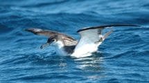 Bullershearwater
