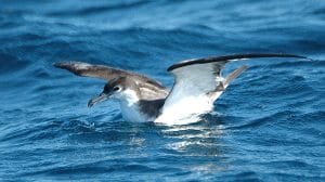 Bullershearwater