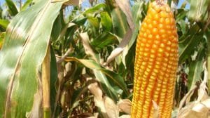 Maiz 1 e1430148887767 777x437 1