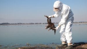 Operativo para atender alerta por mortandad de aves en el Pacifico mexicano 5