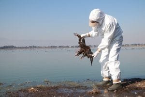 Operativo para atender alerta por mortandad de aves en el Pacifico mexicano 5