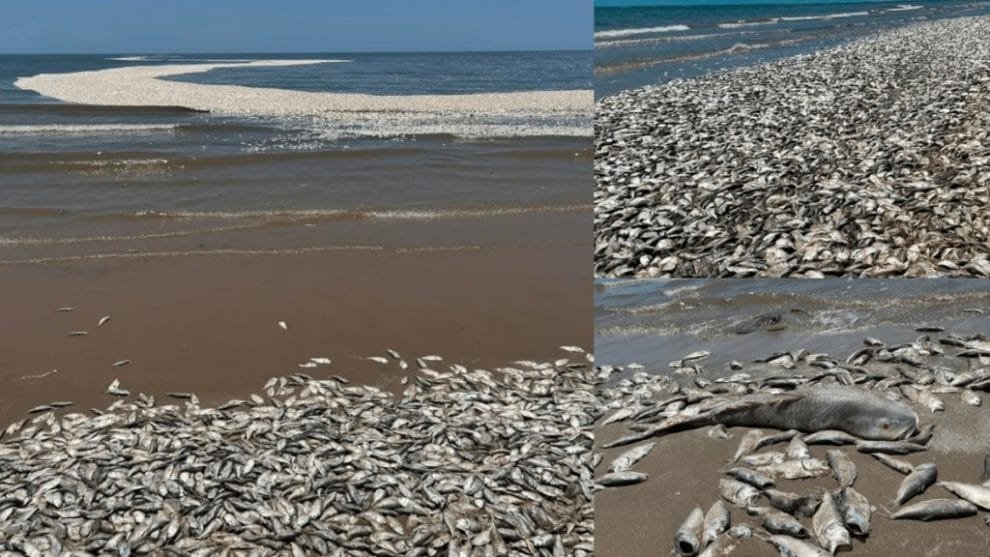 WhatsApp Image 2023 06 15 at 10.58.11