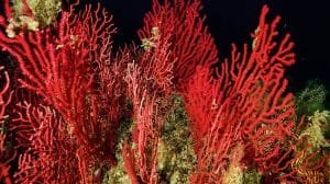 gorgonia vermella gorgonia roja paramuricea clavata3