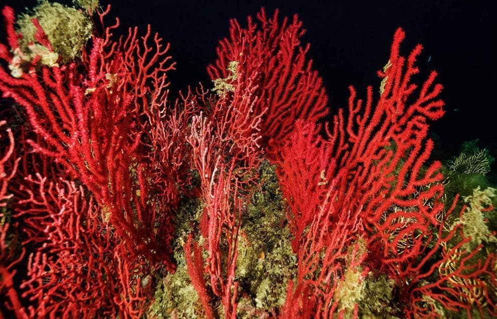 gorgonia vermella gorgonia roja paramuricea clavata3