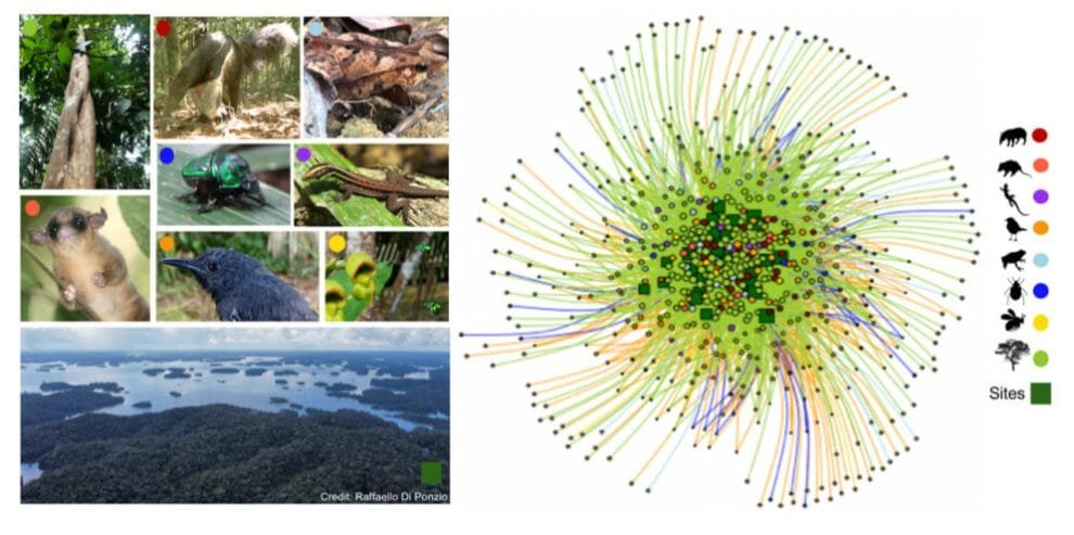 Energías limpias a costa del Amazonas 10 hidroelectricas biodiversidad 2 995x495 1