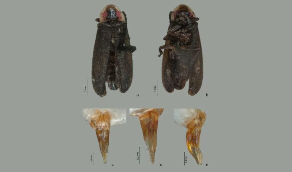 luciernaga julieta fierro002 1024x605 1