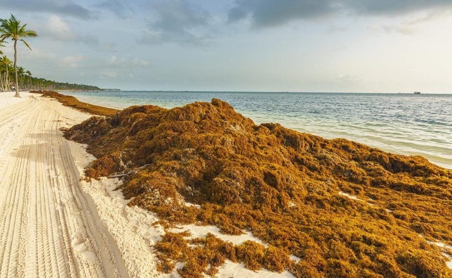 Big Seaweed Search México: busca resolver problemáticas ambientales en Yucatán 10 sargazo arena playa mexico desconocido