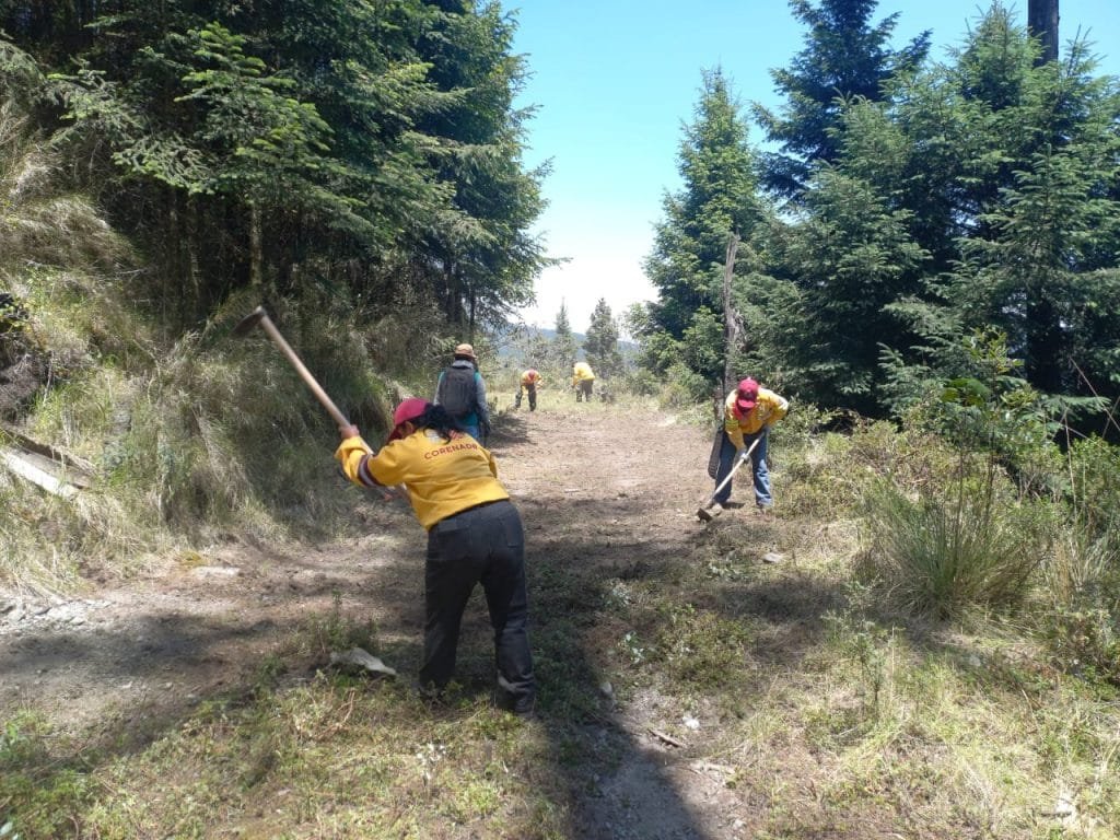 Realizan acciones de conservación en El Desierto de los Leones 12 649ca645e73a7555436171