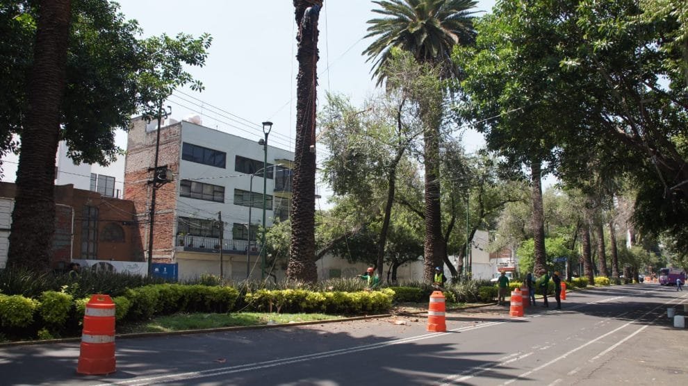 Sedema sustituye palmeras en la alcaldía Benito Juárez 10 64bd51e02a03b075265577