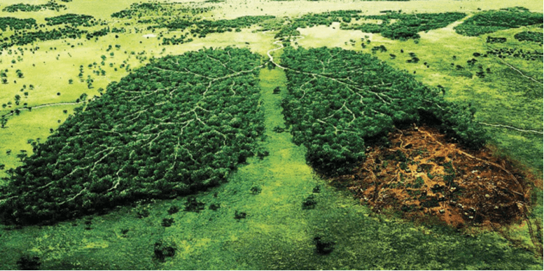 México más vulnerable al Cambio Climático, la deforestación empeora escenarios 11 Imagen 5 2