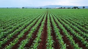 Mexico corn7 815x521