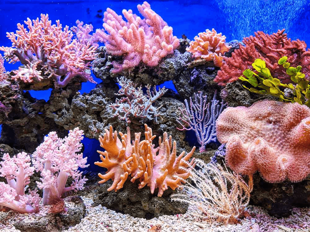 Los arrecifes de coral enfrentan una crisis ante el cambio climático 10 b arrecifes coral mas bonitos