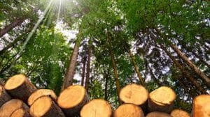 maderayconstruccion stepienybarno grupo finsa enrique parra antonio olivera construir con madera 0000 870x580 1