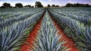 photo5168310791147989461